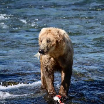 美国费尔班克斯+安克雷奇7日6晚私家团 美国费尔班克斯+安克雷奇7日6晚私家团
