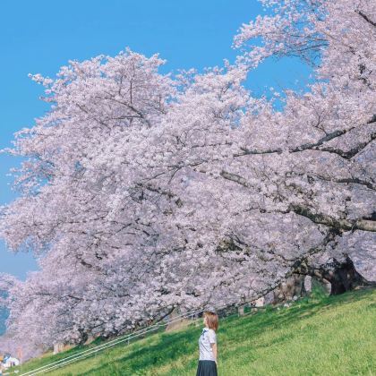 日本东京+富士山7日6晚拼小团 日本东京+富士山7日6晚拼小团
