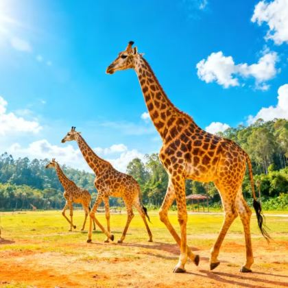 广州+广州长隆度假区4日3晚自由行 广州+广州长隆度假区4日3晚自由行