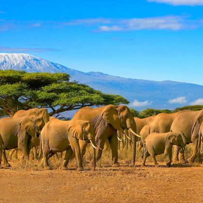 肯尼亚内罗毕8日7晚私家团 肯尼亚内罗毕8日7晚私家团