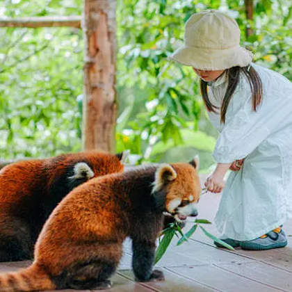 普洱+西双版纳+景迈山茶林文化景区7日6晚私家团 普洱+西双版纳+景迈山茶林文化景区7日6晚私家团