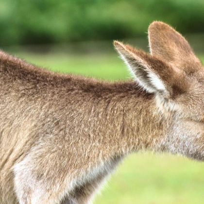澳大利亚阿德莱德11日9晚私家团 澳大利亚阿德莱德11日9晚私家团