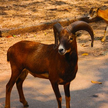 广东广州+广州长隆度假区3日2晚跟团游 广东广州+广州长隆度假区3日2晚跟团游