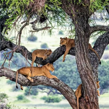 肯尼亚10日9晚私家团 肯尼亚10日9晚私家团
