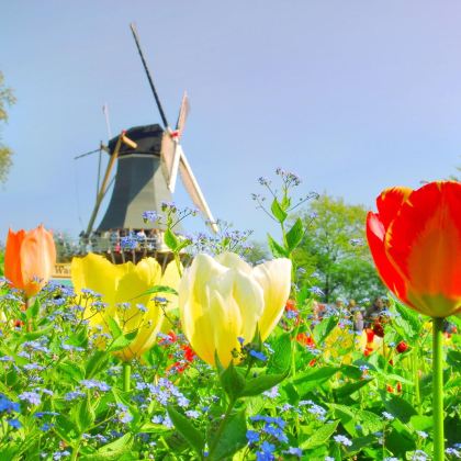 荷兰+比利时+德国11日10晚私家团 荷兰+比利时+德国11日10晚私家团