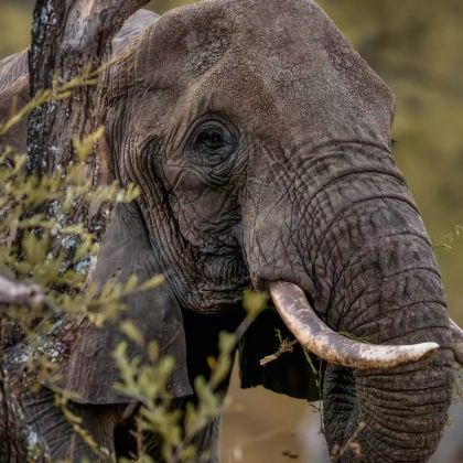 坦桑尼亚塞伦盖蒂国家公园+塔兰吉雷国家公园+恩戈罗恩戈罗火山口7日6晚拼小团 坦桑尼亚塞伦盖蒂国家公园+塔兰吉雷国家公园+恩戈罗恩戈罗火山口7日6晚拼小团