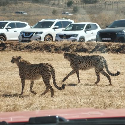 南非+亚的斯亚贝巴12日10晚私家团 南非+亚的斯亚贝巴12日10晚私家团