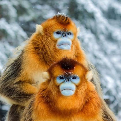 神农架+大九湖国家湿地公园5日4晚私家团 神农架+大九湖国家湿地公园5日4晚私家团