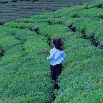 腾冲+和顺古镇景区+瑞丽+芒市6日5晚私家团 腾冲+和顺古镇景区+瑞丽+芒市6日5晚私家团