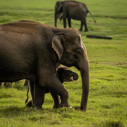斯里兰卡7日5晚跟团游 斯里兰卡7日5晚跟团游