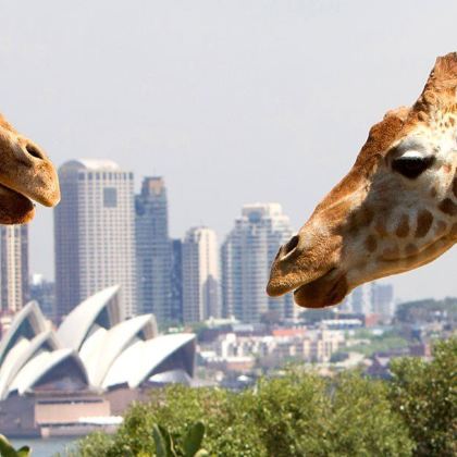塔龙加动物园+悉尼塔+悉尼歌剧院+达令港+海德公园+曼利海滩5日4晚私家团