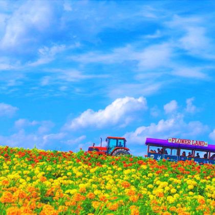 日本北海道8日7晚私家团 日本北海道8日7晚私家团
