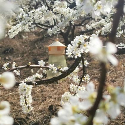 贺州姑婆山+黄姚古镇3日2晚私家团