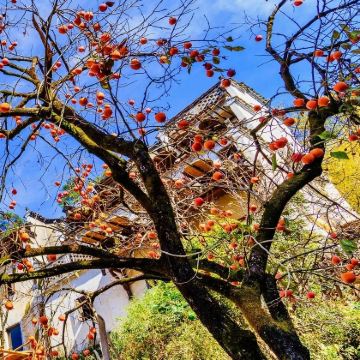 黄山+婺源+千岛湖景区+宏村景区+西递6日5晚私家团 黄山+婺源+千岛湖景区+宏村景区+西递6日5晚私家团