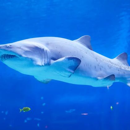 上海4日3晚跟团游 上海4日3晚跟团游