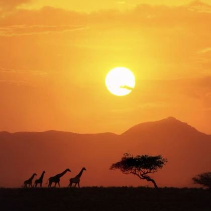 肯尼亚+坦桑尼亚12日11晚私家团 肯尼亚+坦桑尼亚12日11晚私家团