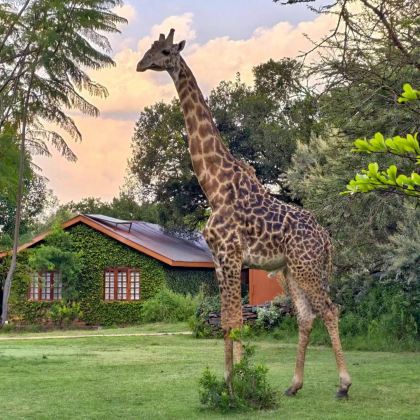 肯尼亚内罗毕+安博塞利+马赛马拉国家公园+奈瓦沙+纳库鲁8日7晚拼小团 肯尼亚内罗毕+安博塞利+马赛马拉国家公园+奈瓦沙+纳库鲁8日7晚拼小团