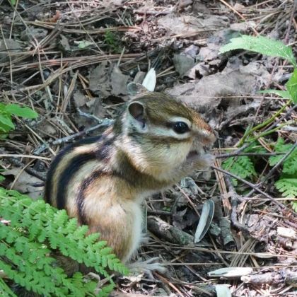 哈尔滨+伊春6日5晚拼小团 哈尔滨+伊春6日5晚拼小团