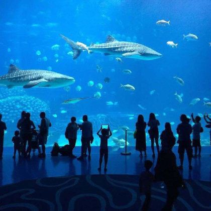 香港+澳门+港珠澳大桥游+珠海长隆海洋王国6日5晚跟团游 香港+澳门+港珠澳大桥游+珠海长隆海洋王国6日5晚跟团游