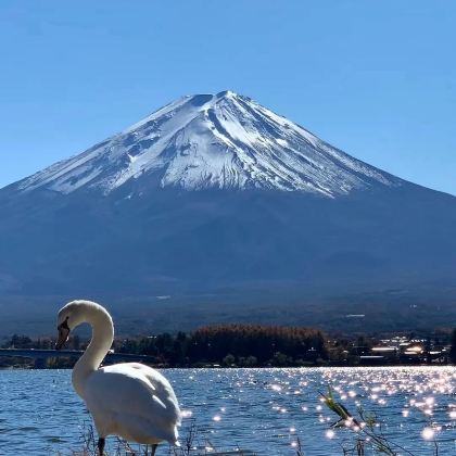 日本东京+富士山+箱根+镰仓市7日6晚私家团 日本东京+富士山+箱根+镰仓市7日6晚私家团