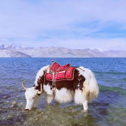 新疆乌鲁木齐+南疆+塔什库尔干+喀什市+库车+帕米尔高原+库尔勒8日7晚跟团游 新疆乌鲁木齐+南疆+塔什库尔干+喀什市+库车+帕米尔高原+库尔勒8日7晚跟团游