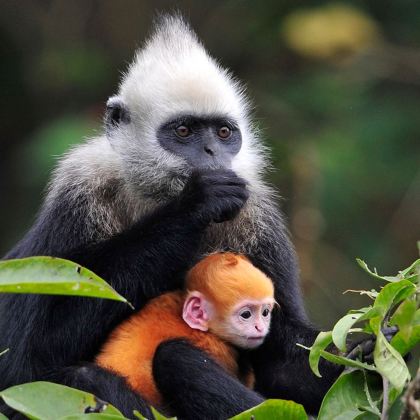 广西南宁+通灵大峡谷+鹅泉+德天跨国瀑布景区+明仕田园5日4晚拼小团 广西南宁+通灵大峡谷+鹅泉+德天跨国瀑布景区+明仕田园5日4晚拼小团