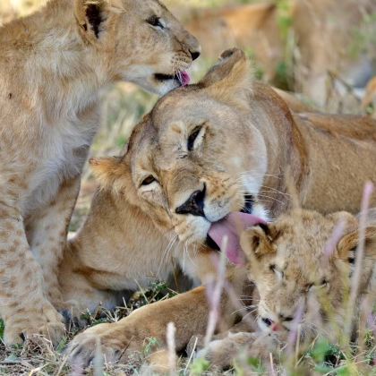 肯尼亚+坦桑尼亚11日10晚跟团游 肯尼亚+坦桑尼亚11日10晚跟团游