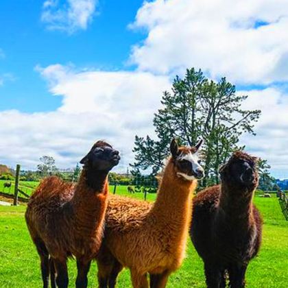 新西兰10日9晚私家团 新西兰10日9晚私家团