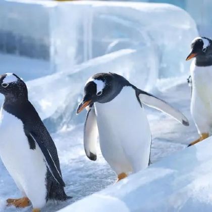 哈尔滨+亚布力滑雪旅游度假区5日4晚私家团 哈尔滨+亚布力滑雪旅游度假区5日4晚私家团