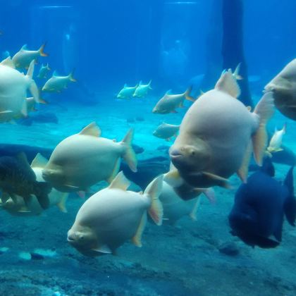 澳门+珠海长隆旅游度假区4日3晚跟团游 澳门+珠海长隆旅游度假区4日3晚跟团游