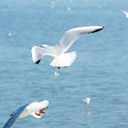 上海+苏州+杭州+无锡+南京+绍兴+周庄6日5晚跟团游 上海+苏州+杭州+无锡+南京+绍兴+周庄6日5晚跟团游