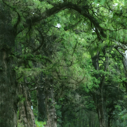 漠河+北极村3日2晚私家团 漠河+北极村3日2晚私家团