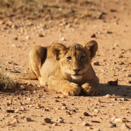 南非克鲁格国家公园+布莱德河峡谷4日3晚跟团游 南非克鲁格国家公园+布莱德河峡谷4日3晚跟团游