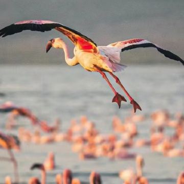 肯尼亚+坦桑尼亚14日12晚私家团 肯尼亚+坦桑尼亚14日12晚私家团