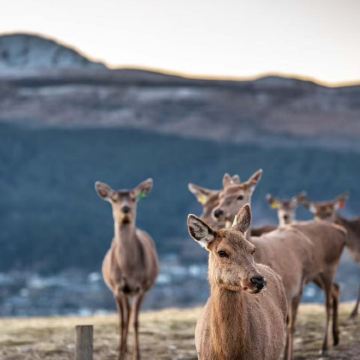 皇后镇+米尔福德峡湾4日3晚私家团 皇后镇+米尔福德峡湾4日3晚私家团