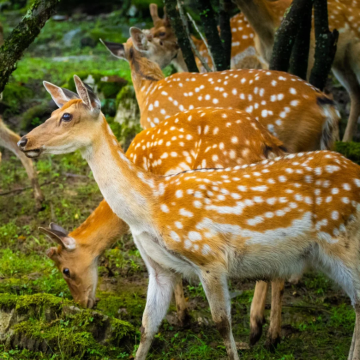 神农架4日3晚私家团 神农架4日3晚私家团