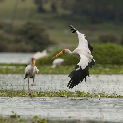 肯尼亚内罗毕+马赛马拉国家保护区7日6晚跟团游 肯尼亚内罗毕+马赛马拉国家保护区7日6晚跟团游