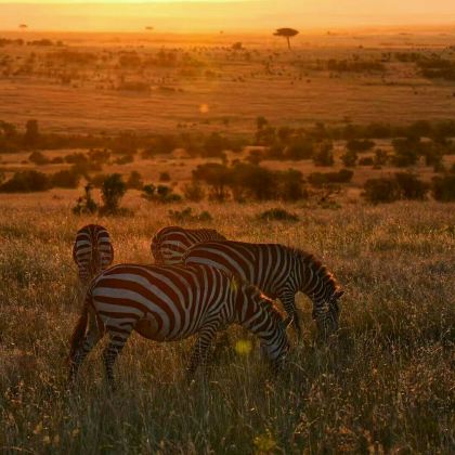 肯尼亚+马赛马拉国家保护区+桑布鲁自然保护区+安波塞利国家公园+奈瓦沙游船+博戈里亚湖13日12晚跟团游