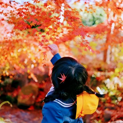 日本大阪+京都+奈良4日3晚私家团 日本大阪+京都+奈良4日3晚私家团