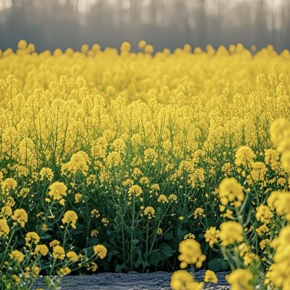 汉中+诸葛古镇3日2晚私家团 汉中+诸葛古镇3日2晚私家团