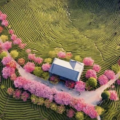 厦门鼓浪屿+漳州福建土楼(南靖)景区+龙岩永福樱花茶园6日5晚私家团