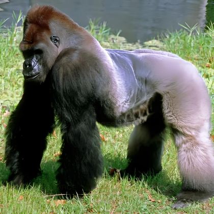 卢旺达+乌干达10日7晚跟团游 卢旺达+乌干达10日7晚跟团游