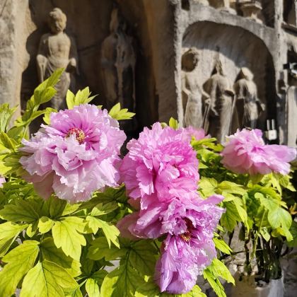 洛阳龙门石窟+洛邑古城+少林寺2日1晚私家团 洛阳龙门石窟+洛邑古城+少林寺2日1晚私家团