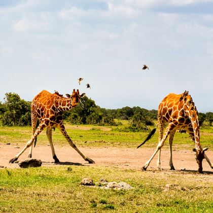 肯尼亚内罗毕+安博塞利+马赛马拉国家保护区+奈瓦沙8日7晚半自助游