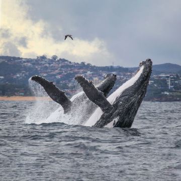 南岛12日11晚跟团游 南岛12日11晚跟团游