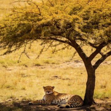 肯尼亚+奈瓦沙湖+纳库鲁+马赛马拉国家保护区6日4晚私家团 肯尼亚+奈瓦沙湖+纳库鲁+马赛马拉国家保护区6日4晚私家团