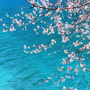 成都+九寨沟+黄龙风景名胜区+三星堆博物馆7日6晚私家团 成都+九寨沟+黄龙风景名胜区+三星堆博物馆7日6晚私家团