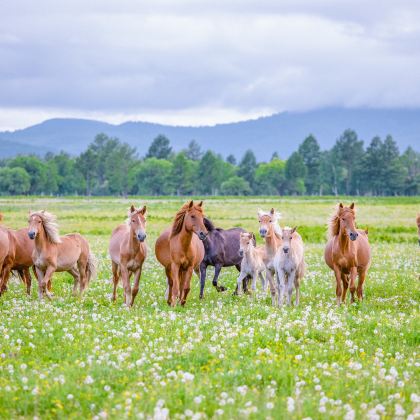 锡林郭勒盟草原+乌拉盖草原+布林泉+锡盟西乌旗乌兰五台景区+游牧部落+锡林九曲弯旅游区5日4晚跟团游 锡林郭勒盟草原+乌拉盖草原+布林泉+锡盟西乌旗乌兰五台景区+游牧部落+锡林九曲弯旅游区5日4晚跟团游
