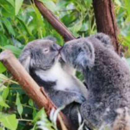 凯恩斯+凯恩斯热气球飞行+大堡礁6日5晚拼小团 凯恩斯+凯恩斯热气球飞行+大堡礁6日5晚拼小团