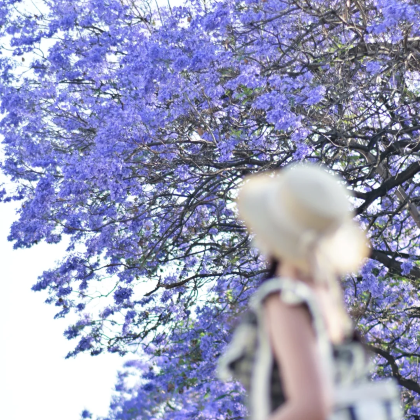 云南昆明+丽江+大理市6日5晚私家团 云南昆明+丽江+大理市6日5晚私家团